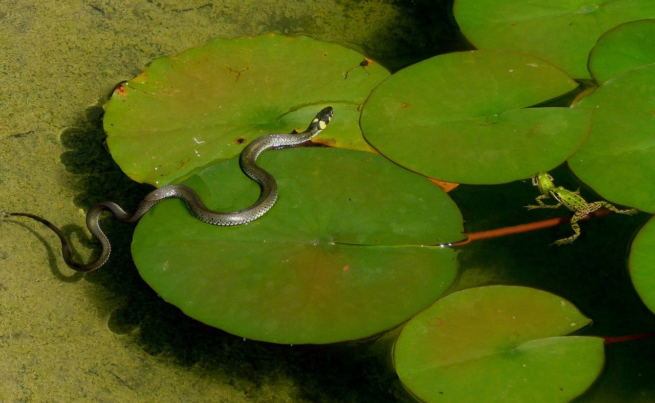nature, animal world, grass snake-2727199.jpg